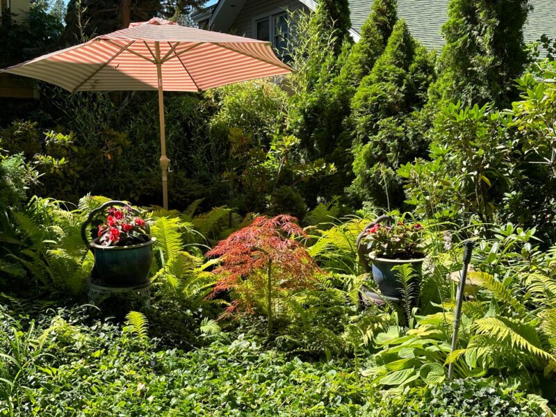 Garden outside Dr. Helle's office